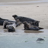 Fauna on Texel